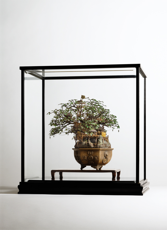 [Hình: 1_Aiba_Bonsai-A_view21.jpg]